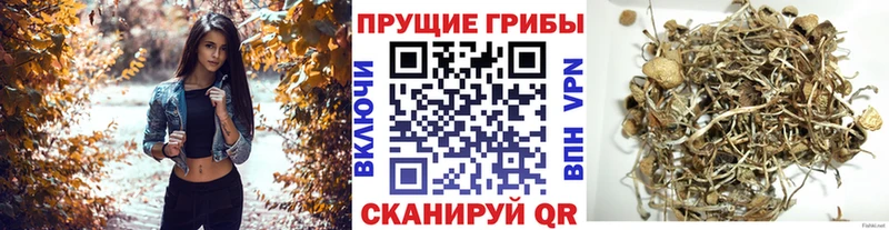 Псилоцибиновые грибы Cubensis  хочу   Южа 